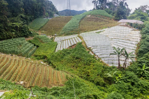 Grönsaksfält Cameron Highlands Malaysia — Stockfoto