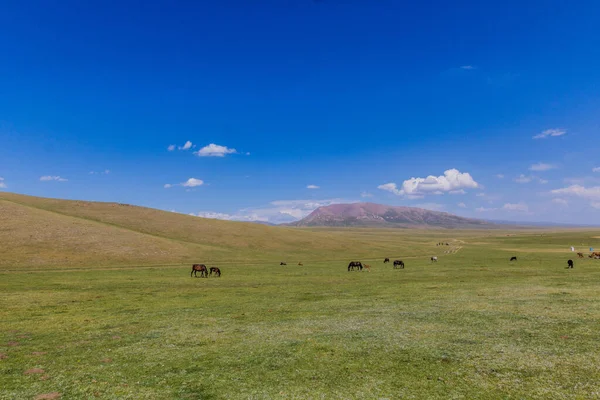 Cavalli Pascolo Vicino Lago Song Kul Kirghizistan — Foto Stock