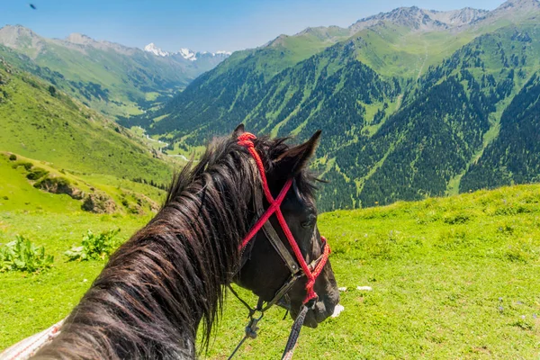 Cavallo Che Indaga Sulla Valle Vicino Karakol Kirghizistan — Foto Stock