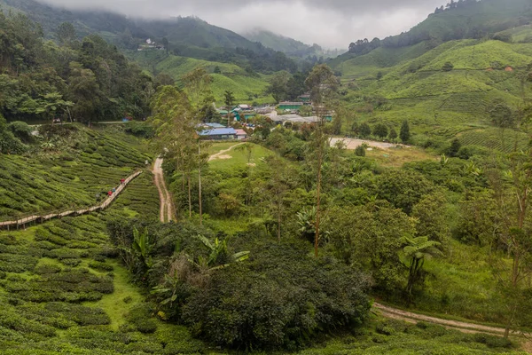 Veduta Una Piantagione Negli Altopiani Cameron Malesia — Foto Stock