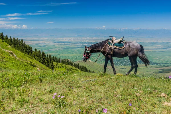 Άλογο Στους Λόφους Κοντά Στο Χωριό Kerege Tash Κοντά Στο — Φωτογραφία Αρχείου