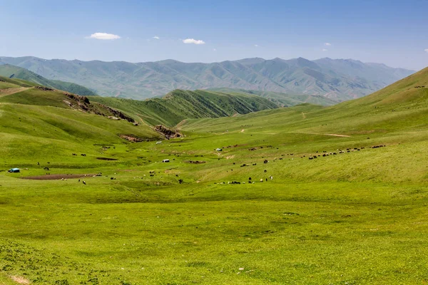 Meadows Song Kul Lake Kyrgyzstán — Stock fotografie