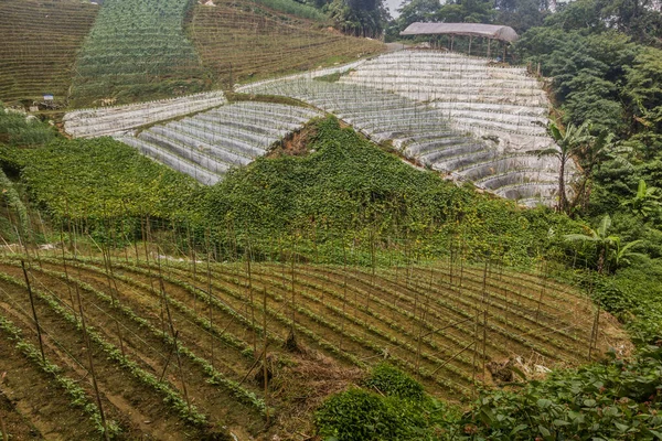 Champs Légumes Dans Les Cameron Highlands Malaisie — Photo