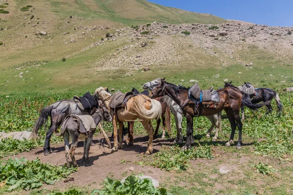 Varios Horsea Burro Cerca Del Lago Song Kul Kirguistán —  Fotos de Stock