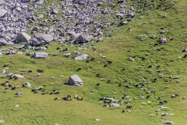 Flock Sheep Meadow Karakol Kyrgyzstan — Stock Photo, Image