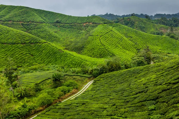 Blick Auf Eine Teeplantage Den Cameron Highlands Malaysia — Stockfoto