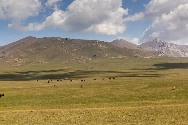키르기스스탄의 근처의 — 스톡 사진