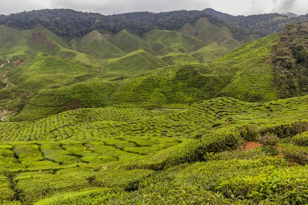Widok Plantację Herbaty Cameron Highlands Malezja — Zdjęcie stockowe