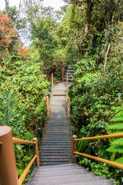 Boardwalk Mossy Forest Cameron Highlands Malaysia — Stockfoto