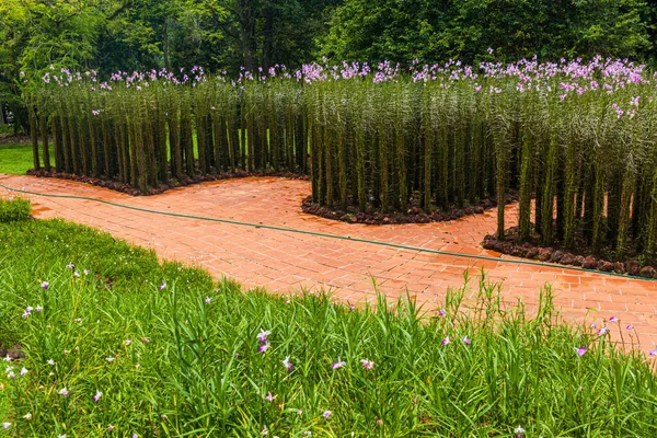 Växter Singapore Botaniska Trädgårdar — Stockfoto