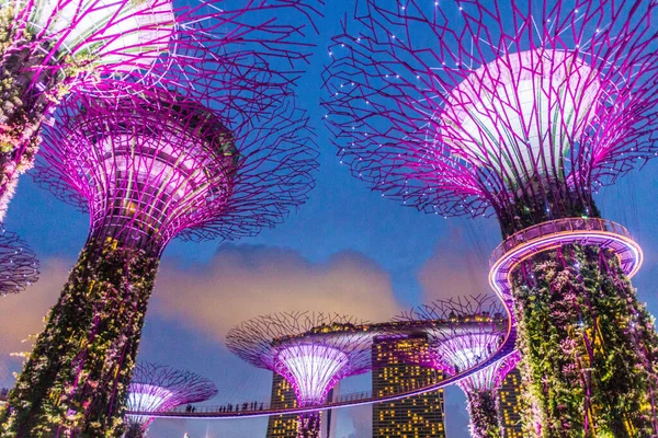 Singapur Singapur Marzo 2018 Vista Nocturna Supertree Grove Singapur —  Fotos de Stock