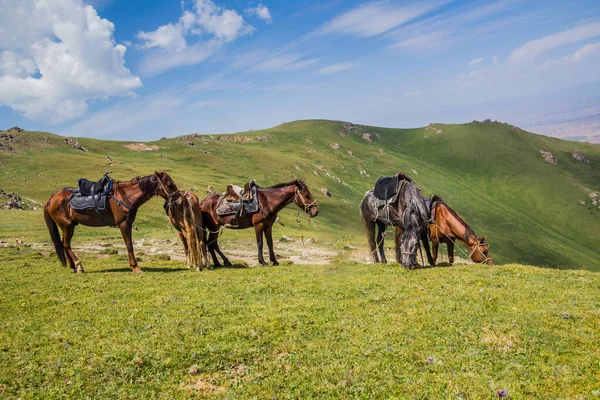 Cavalos Prado Perto Lago Song Kul Quirguistão — Fotografia de Stock