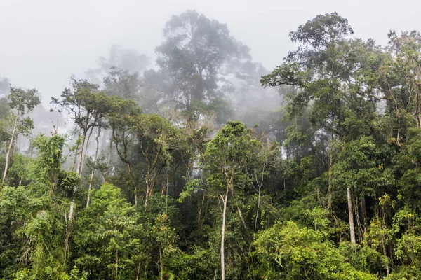 Nebelwald Den Cameron Highlands Malaysia — Stockfoto