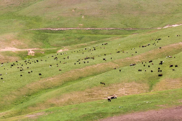 Grazing Sheep Song Kul Lake Kyrgyzstan — Stock Photo, Image