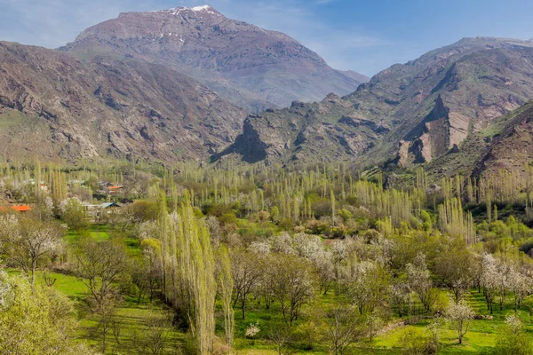 Widok Dolinę Alamut Iranie Kwitnącymi Wiśniami — Zdjęcie stockowe