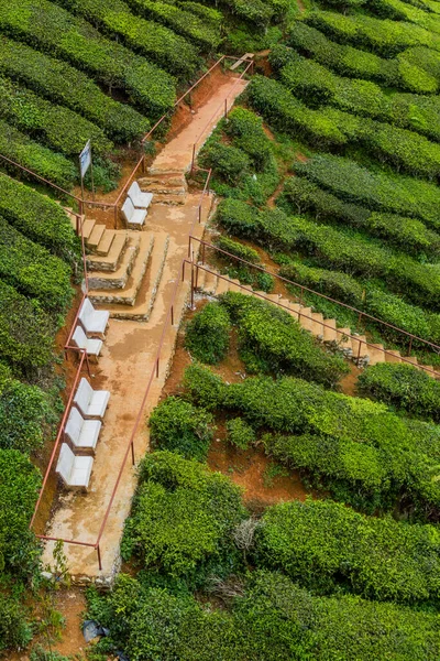 Utsikt Över Teplantage Cameron Highlands Malaysia — Stockfoto