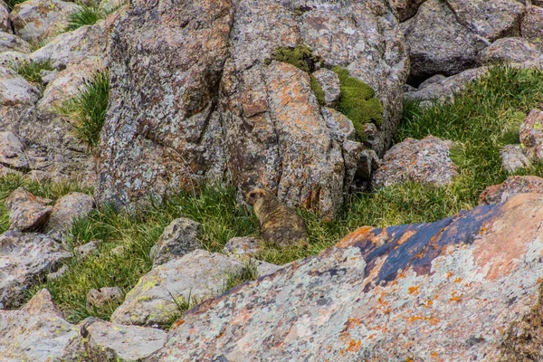 Gray Altai Marmot Marmota Baibacina Bij Ala Kul Meer Kirgizië — Stockfoto