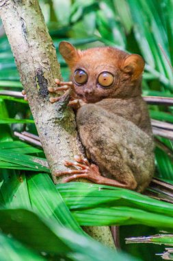 Tarsier Filipinler 'deki Bohol Adası' nda bir ağaçta oturuyor.