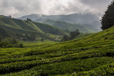 Cameron Highlands, Malezya 'da bir çay tarlası manzarası
