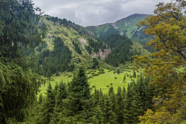 Kırgızistan 'daki Karakol Nehri Vadisi