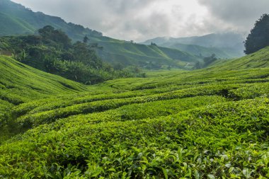 Cameron Highlands, Malezya 'da bir çay tarlası manzarası