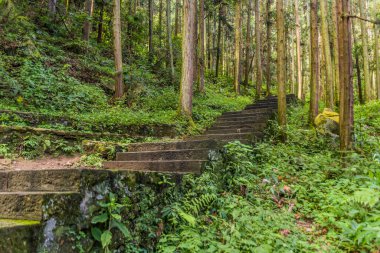 Çin 'in Hunan eyaletindeki Zhangjiajie Ulusal Orman Parkı' nda basamaklar