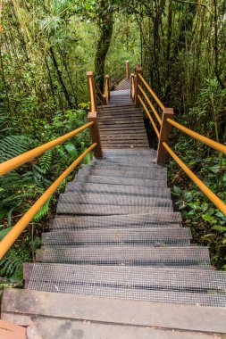 Cameron Highlands, Malezya 'daki Yosun Ormanı' nda tahta kaldırım.