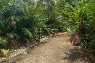 Singapur Botanik Bahçelerinde Yol.