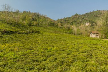 Lahijan yakınlarındaki çay bahçeleri, Gilan, İran