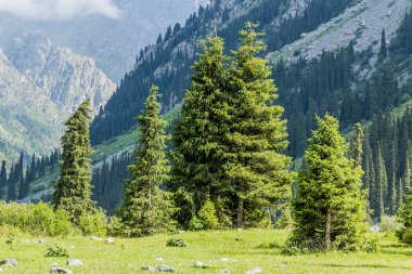 Kırgızistan 'daki Karakol nehir vadisinde ağaçlar