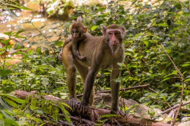 Çin 'in Hunan eyaletindeki Zhangjiajie Ulusal Orman Parkı' nda bebekli bir Macaque.