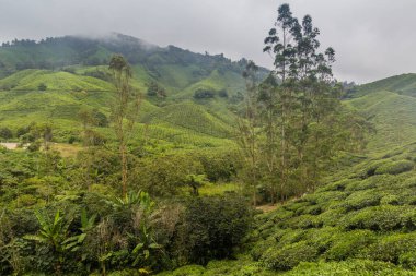 Cameron Highlands, Malezya 'da bir çay tarlası manzarası