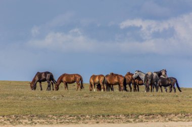 Kırgızistan, Song Kul Gölü yakınlarındaki bir çayırda atlar.