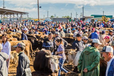 KARAKOL, KYRGYZSTAN - 15 Temmuz 2018: Karakol 'daki Pazar hayvan pazarında inekli yerel halk.