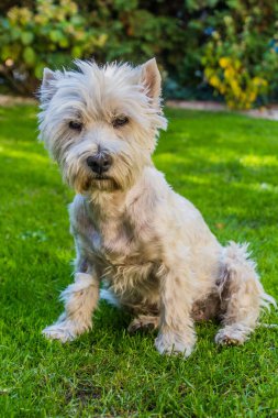 West Highland Beyaz Teriyerinin Portresi