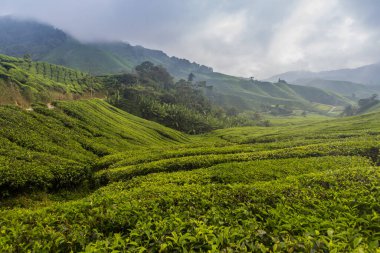 Cameron Highlands, Malezya 'daki çay çiftliği.