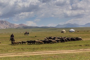 Song KUL, KYRGYZSTAN - 24 Temmuz 2018: Kırgızistan Song Kul Gölü yakınlarındaki bir otlakta koyun