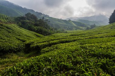 Cameron Highlands, Malezya 'daki çay çiftliği.