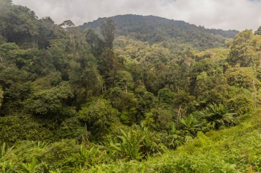 Cameron Highlands, Malezya 'nın manzarası