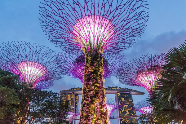 Superarboleda Por Noche Jardín Junto Bahía Singapur —  Fotos de Stock