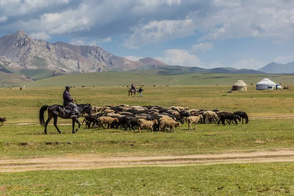 Song Kul Kyrgyzstan Juillet 2018 Moutons Dans Pâturage Près Lac — Photo