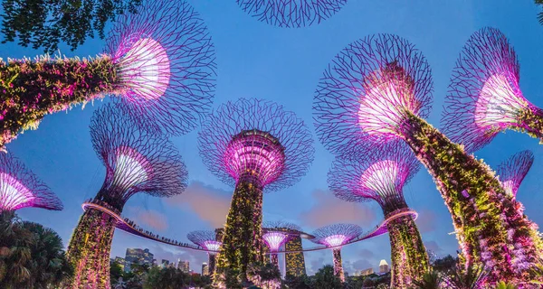 Vista Nocturna Supertree Grove Singapur —  Fotos de Stock