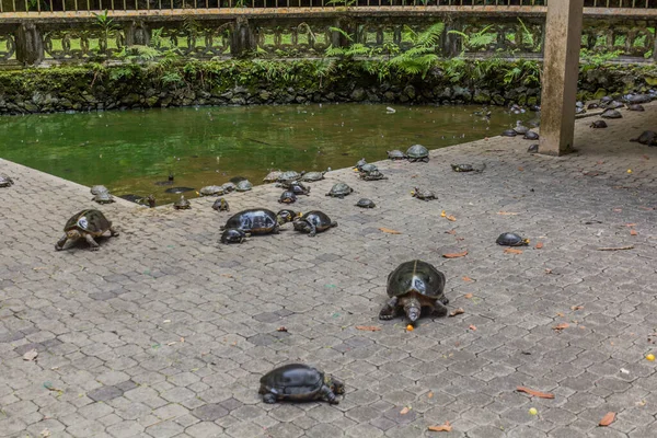 Sköldpaddsdamm Vid Sam Poh Tong Templet Ipoh Malaysia — Stockfoto