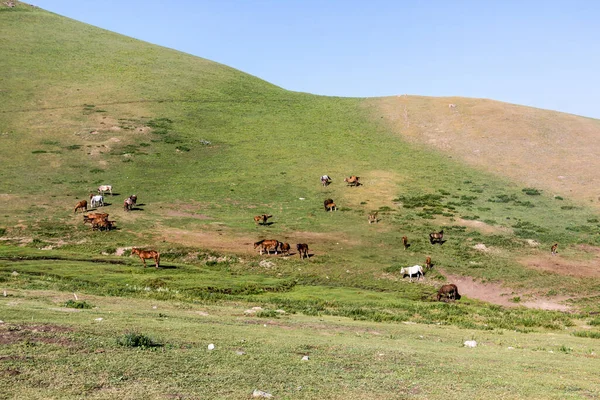 Troupeau Chevaux Dans Les Montagnes Près Lac Song Kul Kirghizistan — Photo