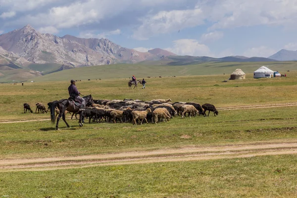 Song Kul Kyrgyzstan Juillet 2018 Moutons Dans Pâturage Près Lac — Photo