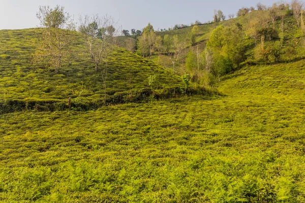Lahijan yakınlarındaki çay bahçeleri, Gilan, İran
