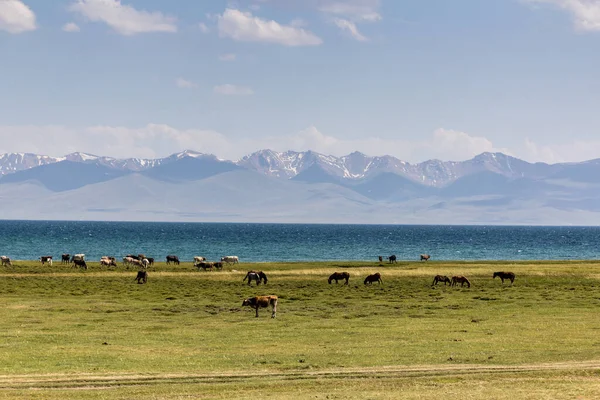 Vaches Chevaux Proximité Lac Song Kul Kirghizistan — Photo