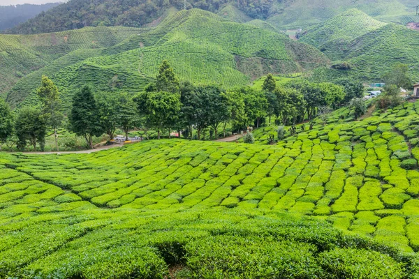 Blick Auf Eine Teeplantage Den Cameron Highlands Malaysia — Stockfoto