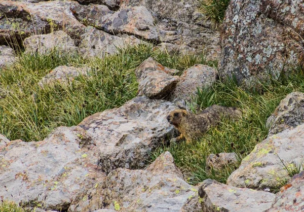 Gray Altai Mormota Marmota Baibacina Kirgizisztáni Ala Kul Közelében — Stock Fotó