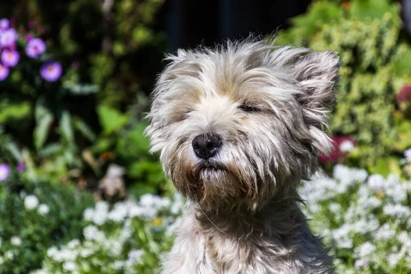 Retrato West Highland White Terrier — Fotografia de Stock